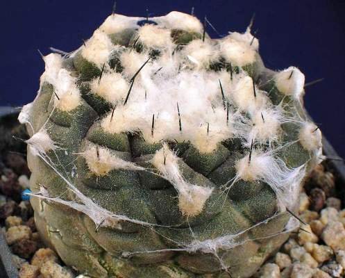 Copiapoa_hypogaea